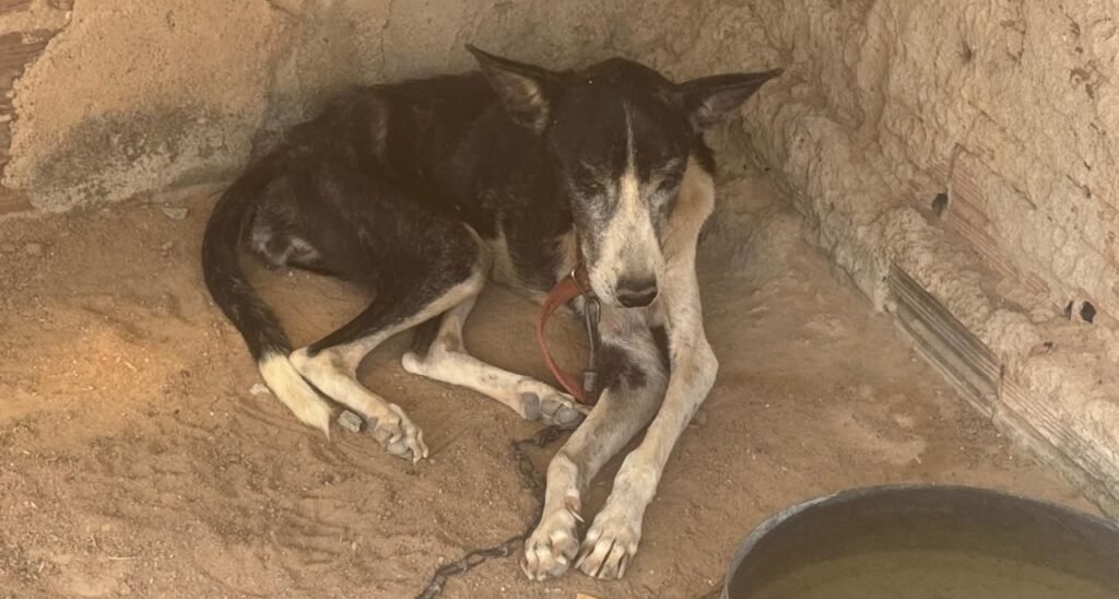 Abrigo de Mossoró pede ajuda após resgate de animais maltratados **Abrigo de Mossoró pede ajuda após resgate de animais maltratados**