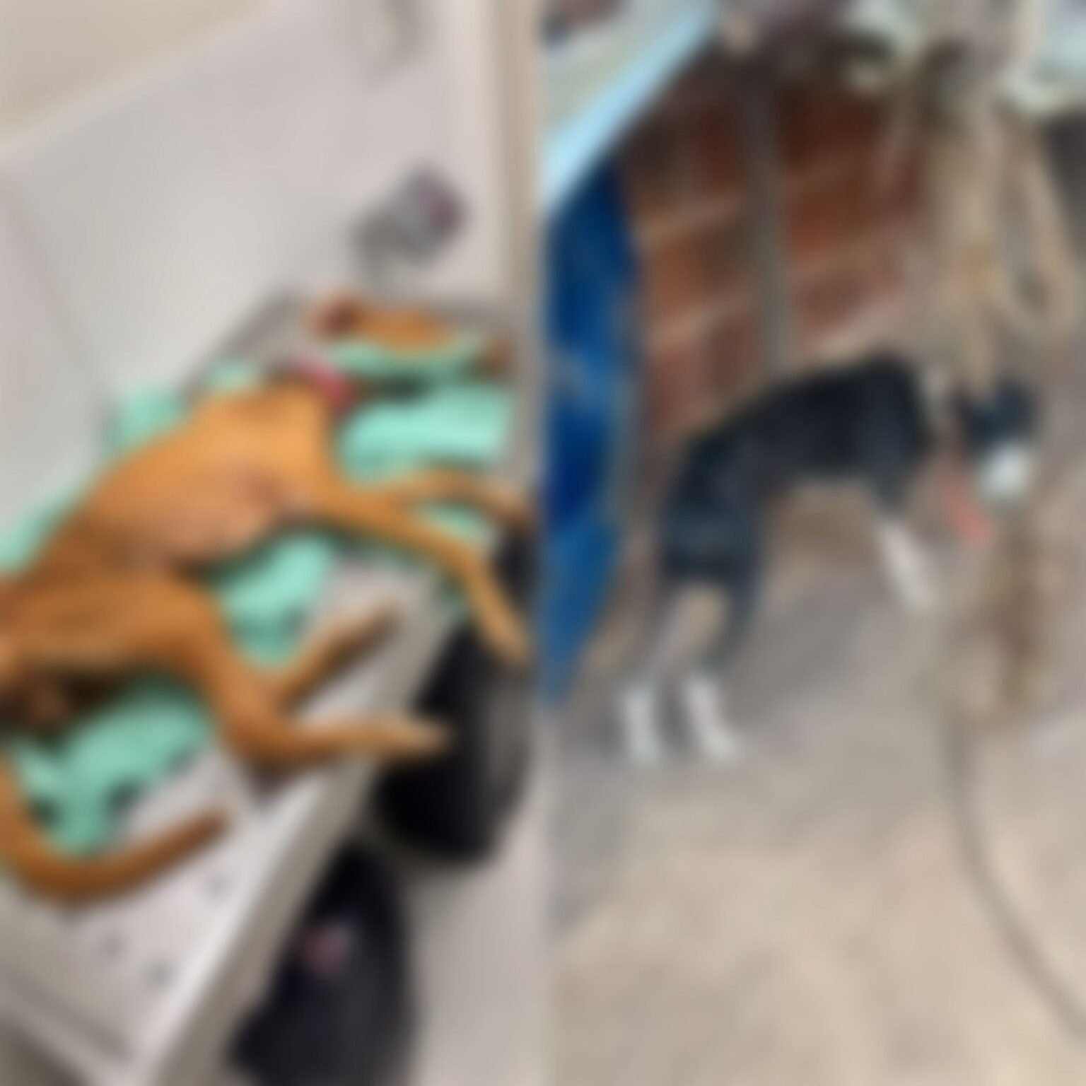 Mulher presa por maus-tratos a duas cadelas em Mossoró