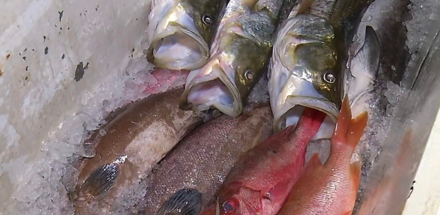 Intoxicação por peixe mobiliza investigação em Touros (RN)