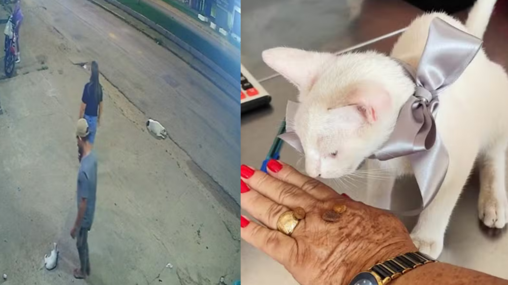 Homem agride gato e é parado por mulher no Pará Homem agride gato e é parado por mulher no Pará