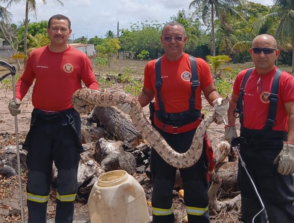 Jiboia de três metros é resgatada em granja na Grande Natal