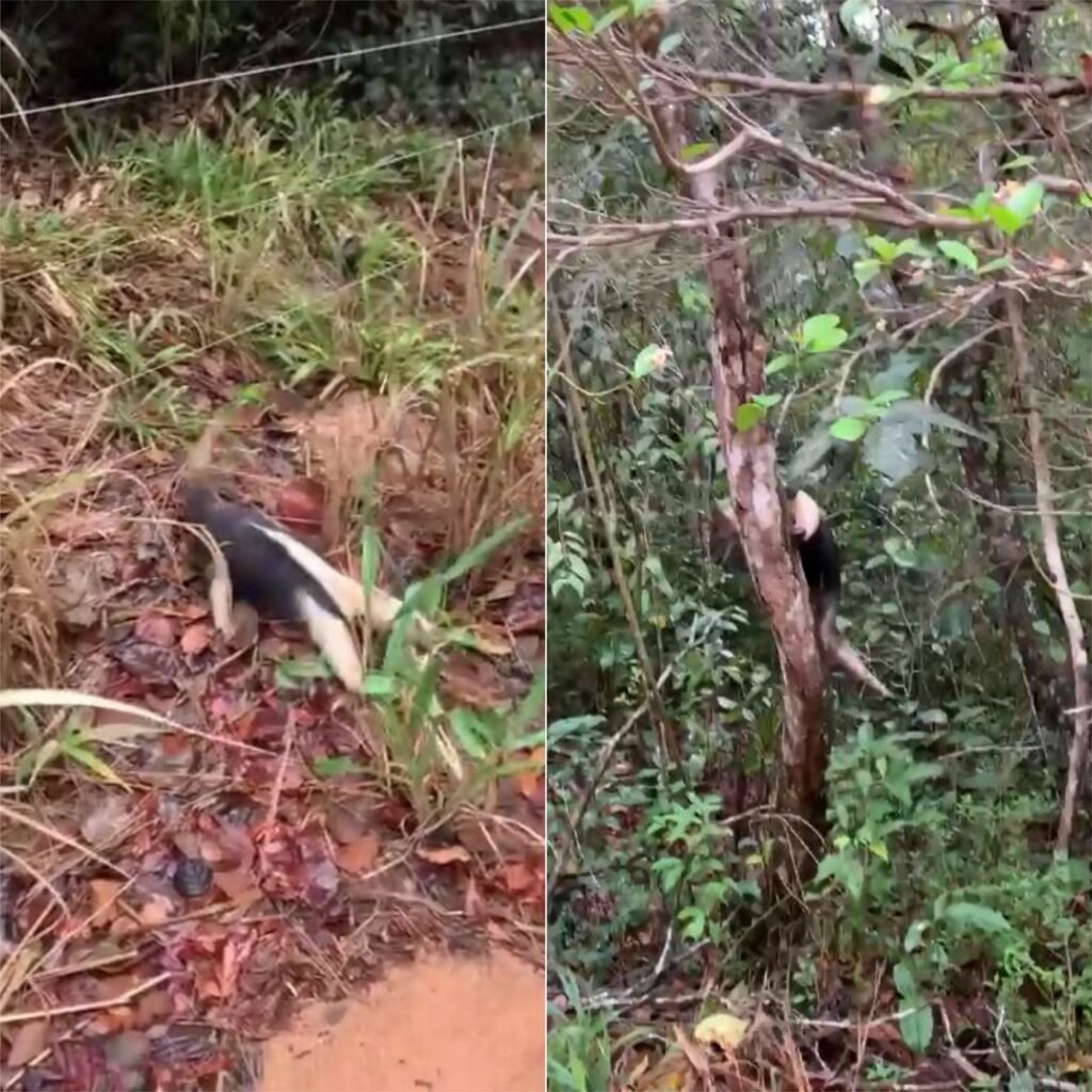 **Bombeiros resgatam filhote de tamanduá preso em quadra na Grande Natal**