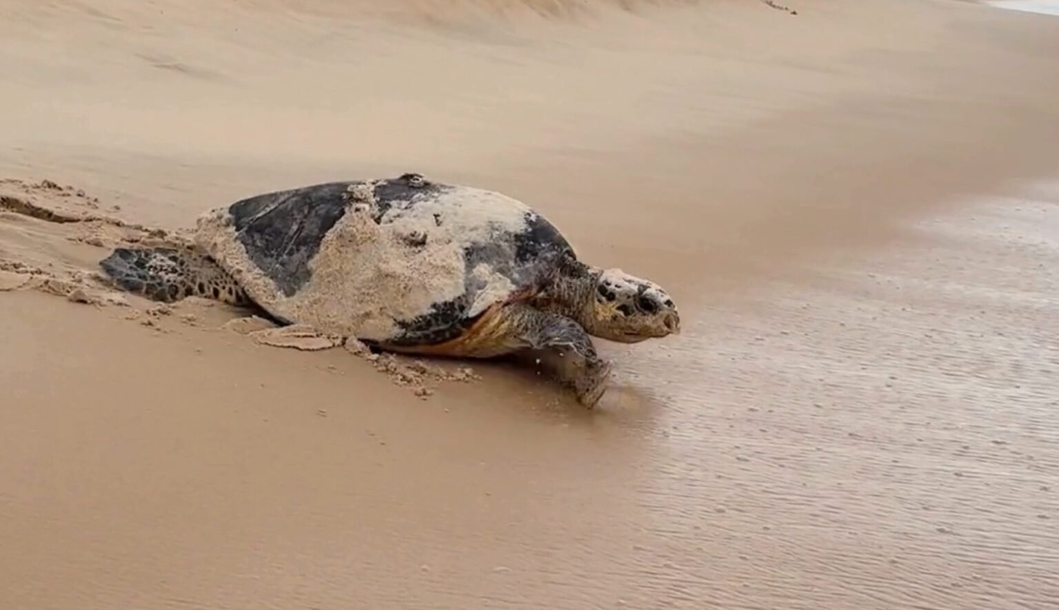 **Tartarugas desovam pela manhã em praia do RN, fato raro**