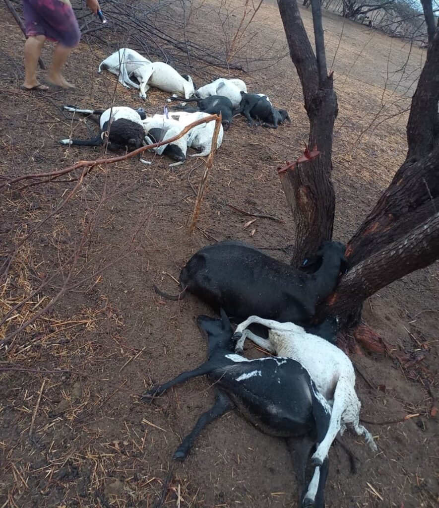 Raio mata 12 ovelhas durante chuva em Apodi, RN