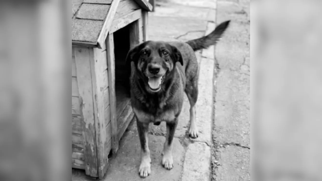 Polícia ouve adolescente e afasta hipótese de desafio nas redes no caso do cão Orelha