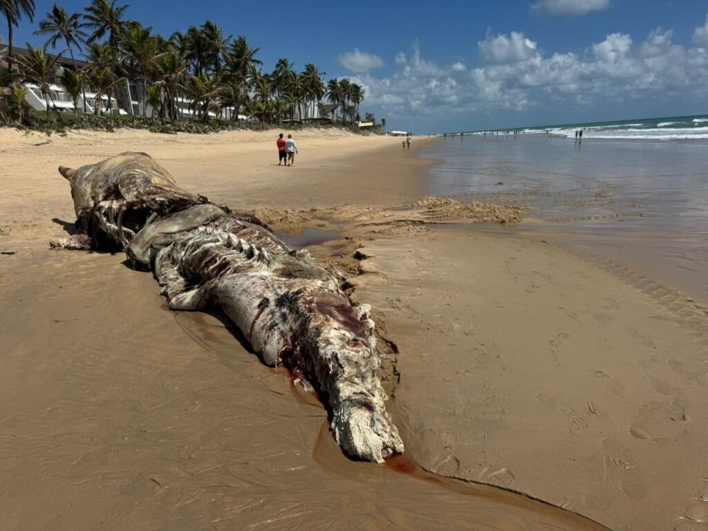 **Baleia cachalote morta é encontrada na Via Costeira, em Natal**