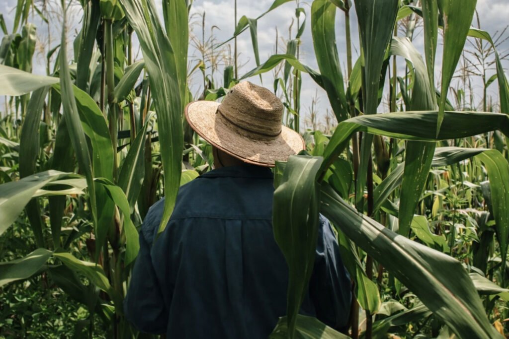 MTE esclarece: chapéu continua liberado para trabalhadores rurais MTE esclarece: chapéu continua liberado para trabalhadores rurais