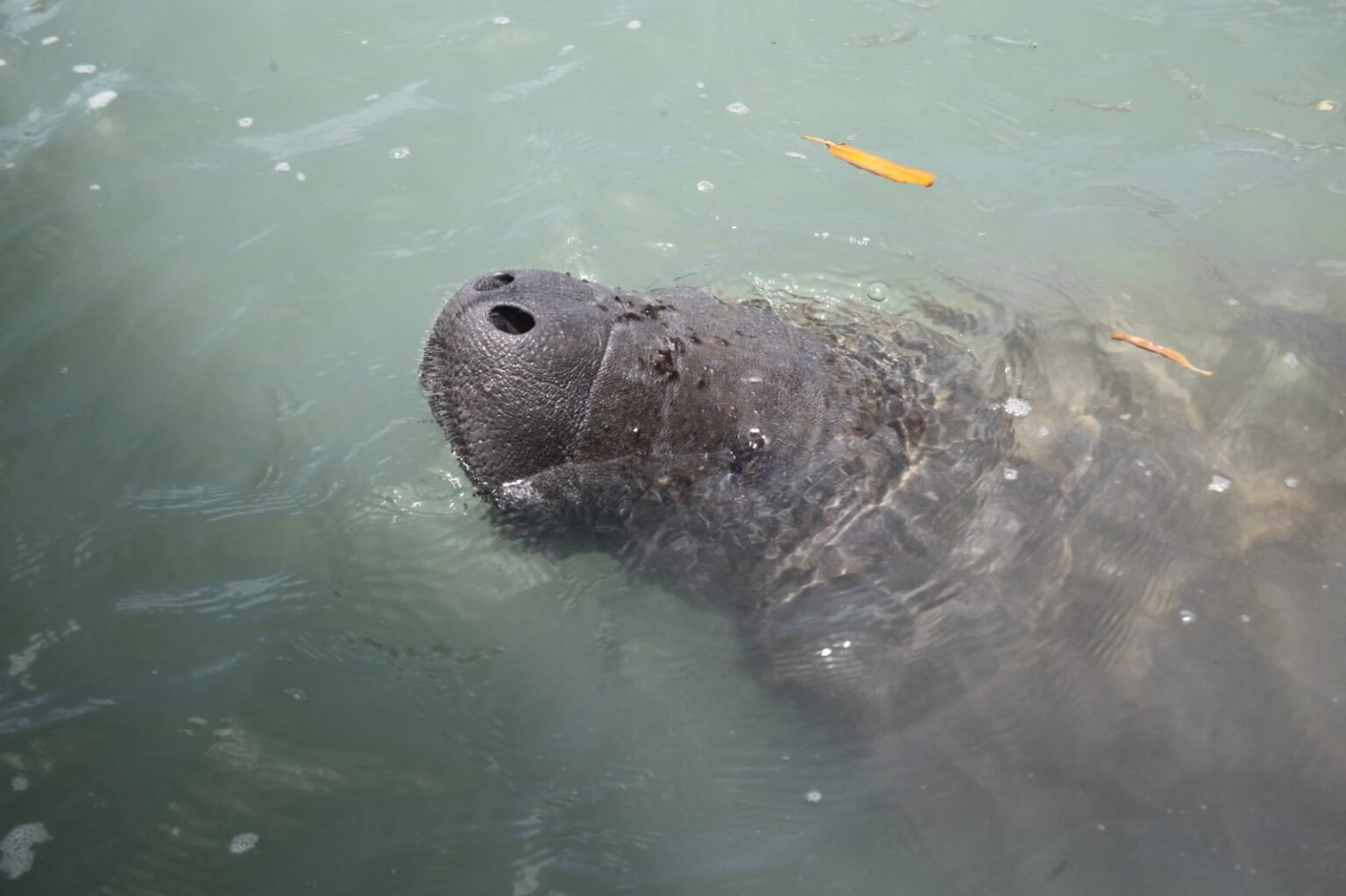 Peixe-boi resgatada em Tibau será devolvida ao mar no RN Peixe-boi resgatada em Tibau será devolvida ao mar no RN