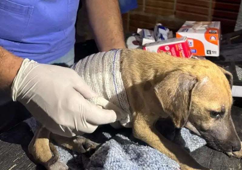 Veterinário atende cão atropelado após mobilização em Mossoró Veterinário atende cão atropelado após mobilização em Mossoró