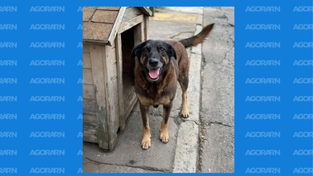 Justiça amplia investigações sobre morte do cão Orelha em SC