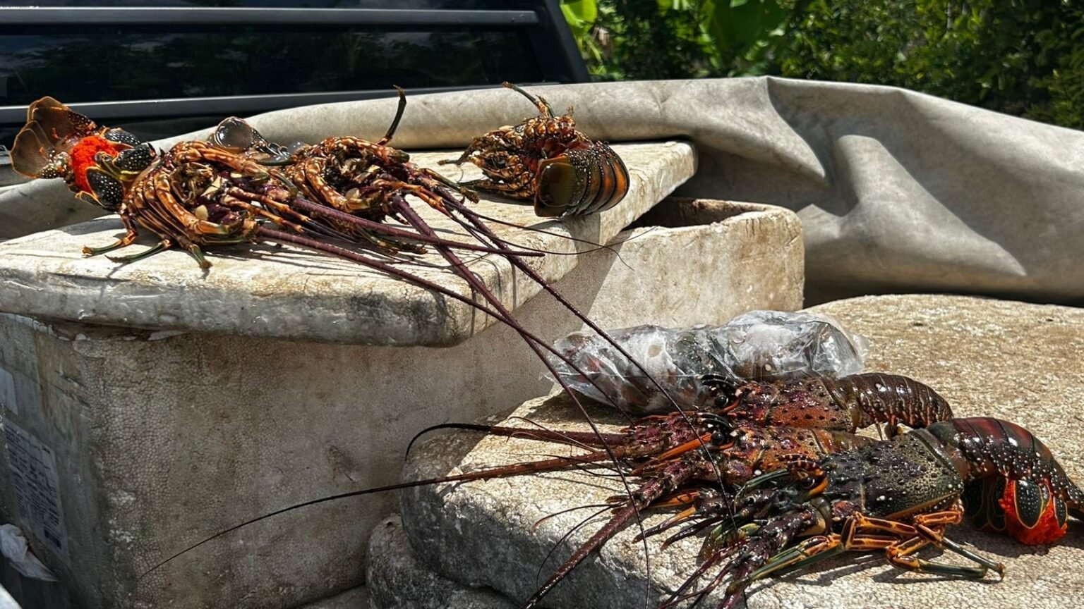 **Motorista é preso no RN com carga ilegal de lagosta em período proibido**