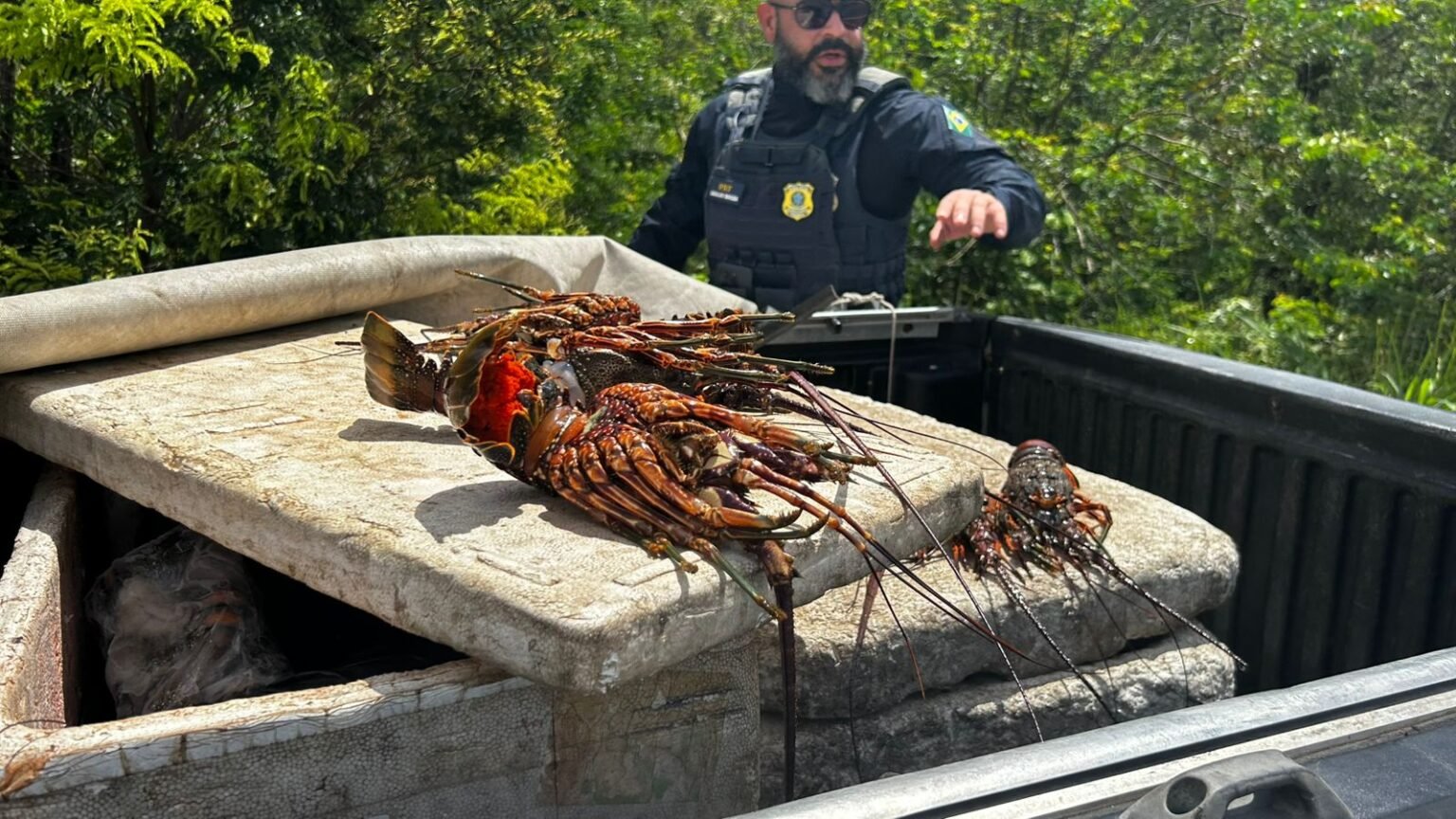 PRF apreende 40 kg de lagosta ovada e prende motorista no RN