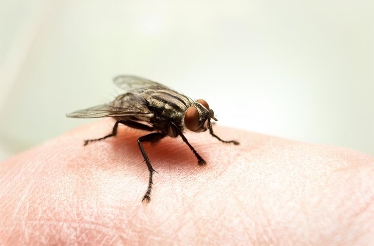 Chuva e calor favorecem aumento de moscas e risco de doenças