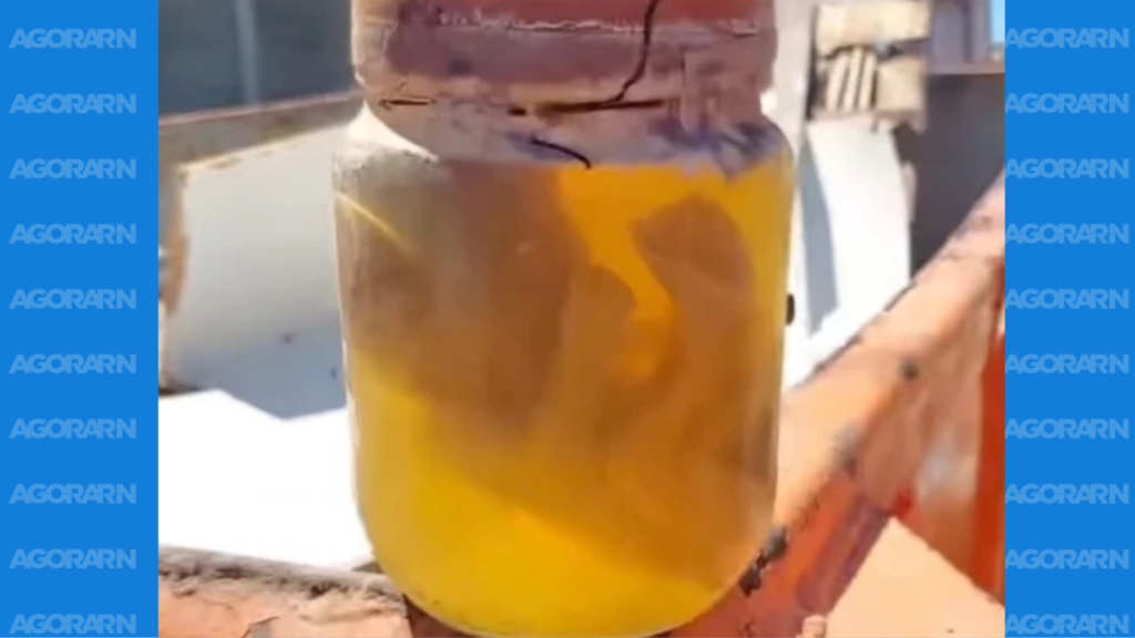 Feto é achado em caçamba de lixo na zona Leste de Natal