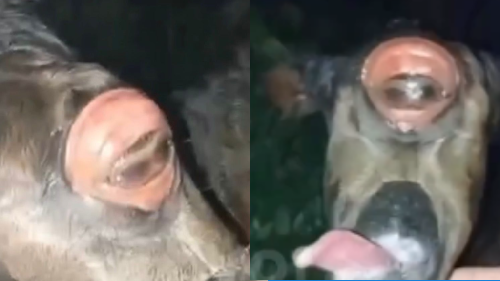 Potro com malformação rara nasce e morre em Mossoró