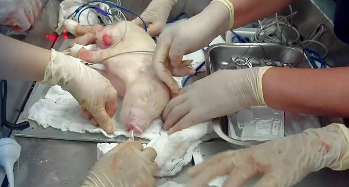 USP consegue primeira clonagem de porco no Brasil para pesquisa de transplantes