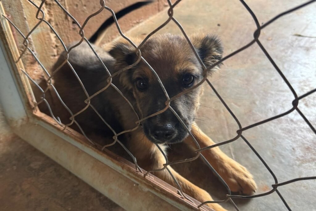 RN barra condenados por maus-tratos a animais em cargos públicos