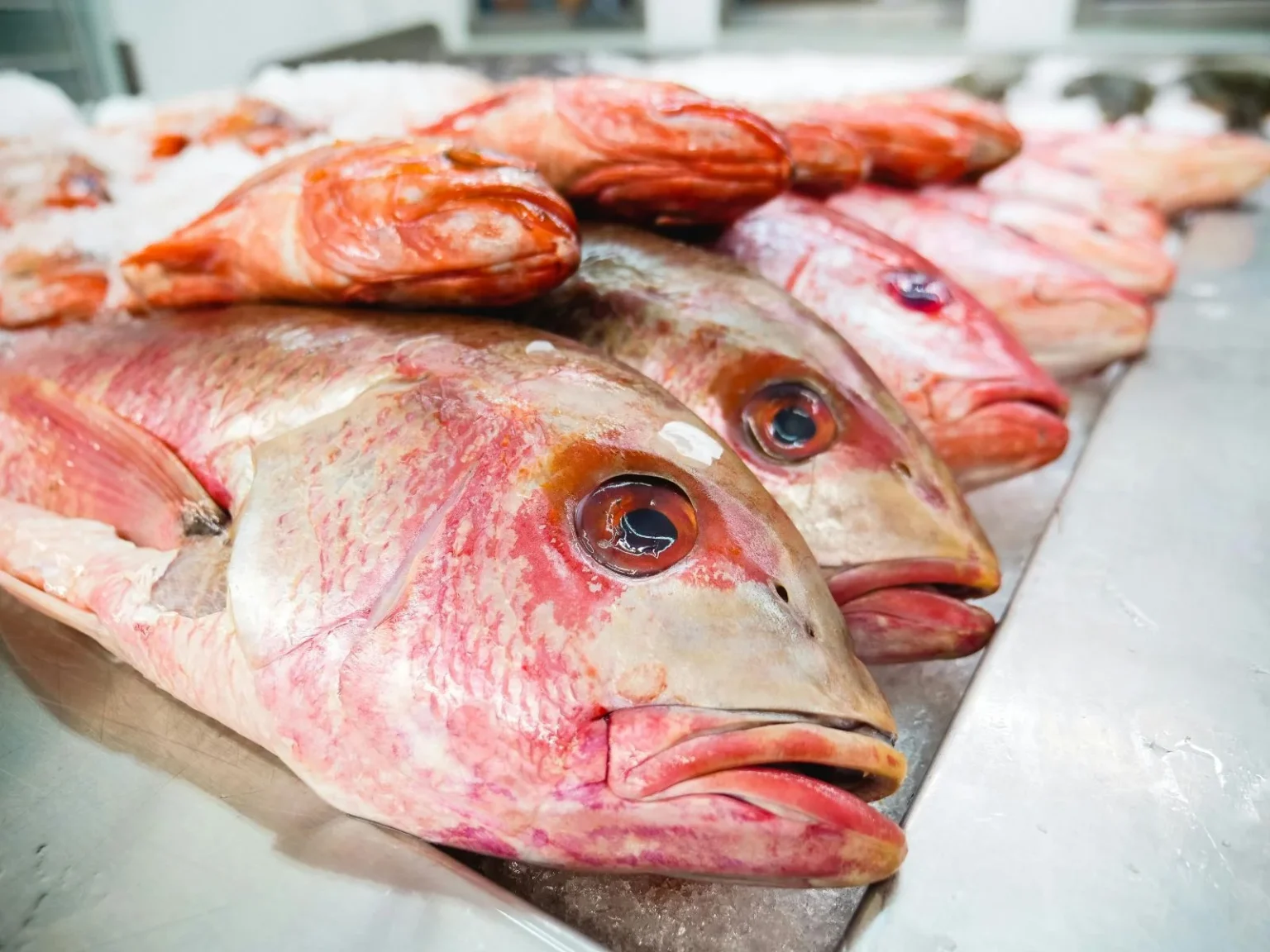 RN registra novo surto de intoxicação por peixe contaminado