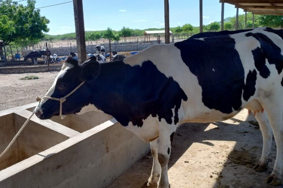 Ufersa faz leilão de bovinos e ovinos em Mossoró nesta terça