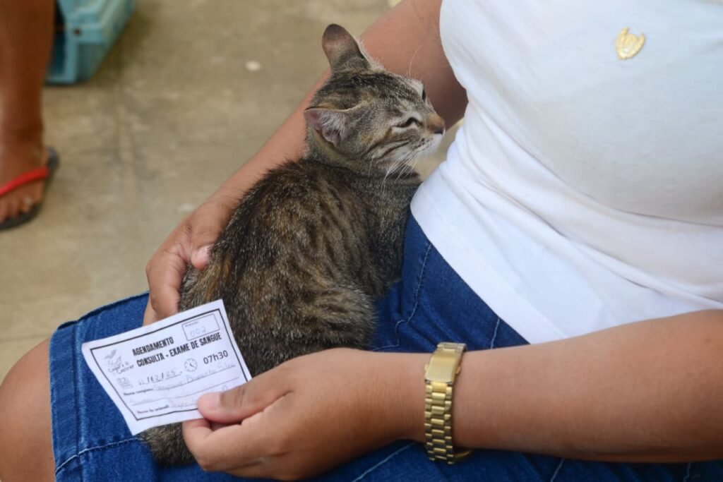 Suspensão da castração animal preocupa protetores em Mossoró