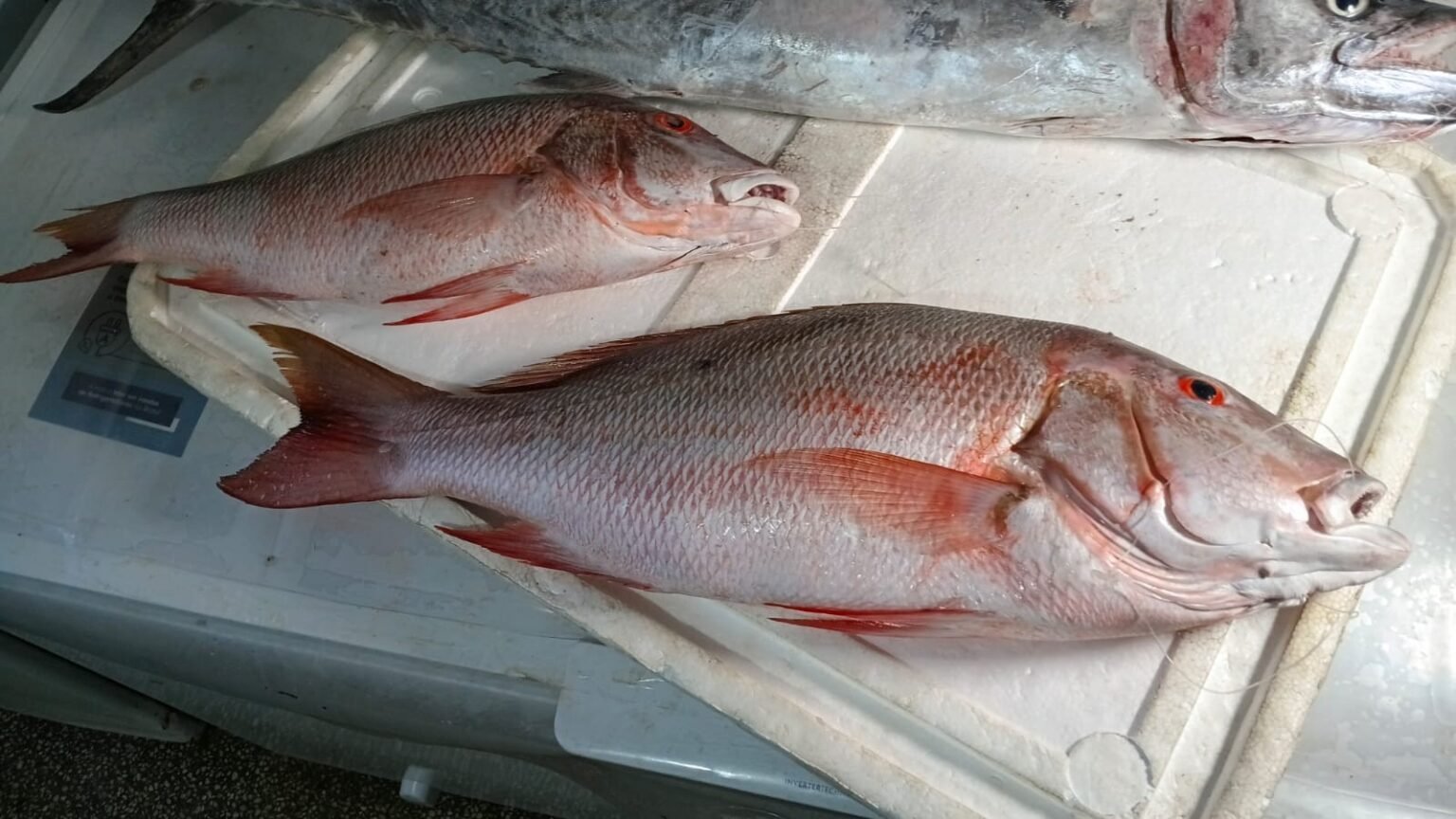 RN tem 27 surtos de intoxicação por peixe em 2026