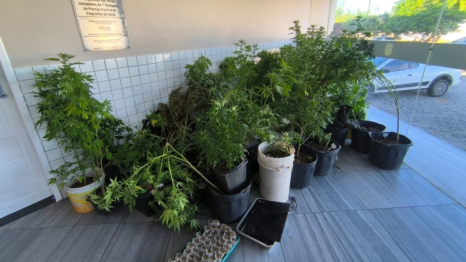 Polícia apreende 80 pés de maconha em laboratório improvisado em Natal