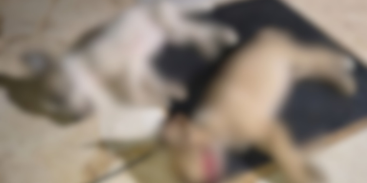 Homem é preso após matar dois cães em Serra do Mel