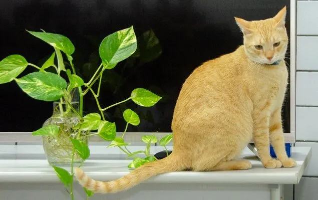 Ufersa promove mutirão para castrar 100 gatos em Mossoró