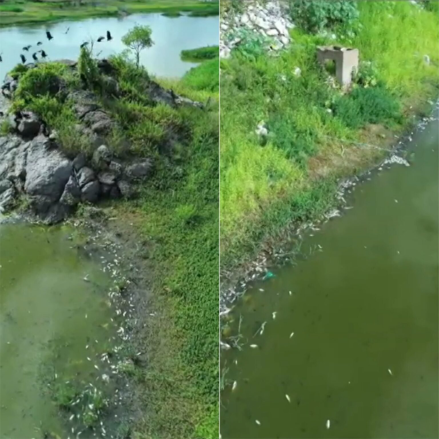 Peixes mortos aparecem em açude de Currais Novos; investigação segue