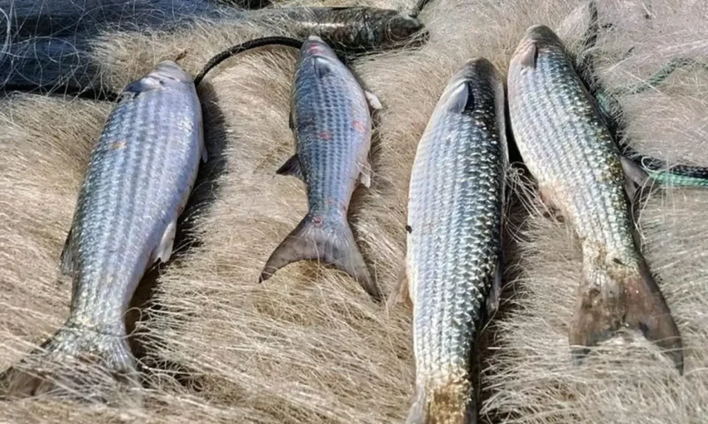 Pesca de tainha por arrasto de praia é suspensa a partir deste domingo